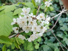 Prunus avium