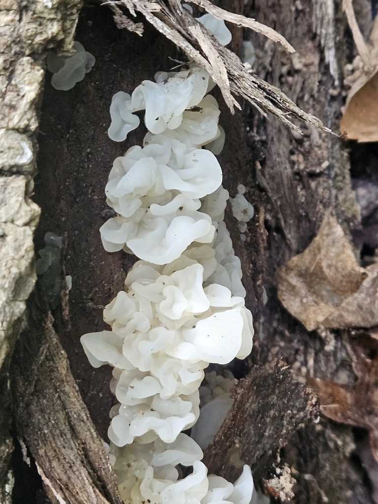 white jelly fungus · May 2026 · photo: Photo: no rights reserved · iNaturalist