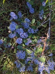 Ceanothus
