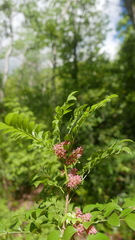 Pseudopteris ankaranensis image