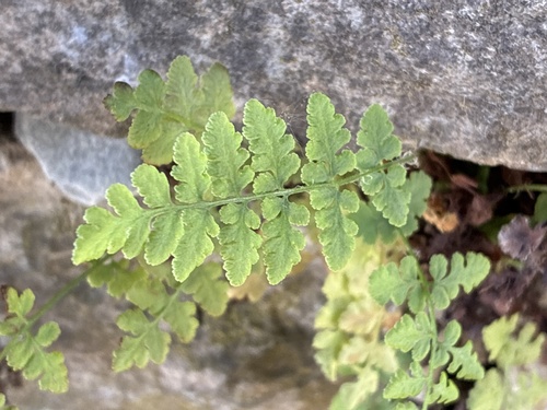 blunt woodsia