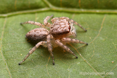 Salticidae