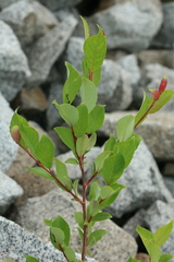 Salix taraikensis