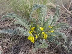 Astragalus buchtormensis