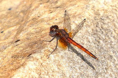 Trithemis pluvialis