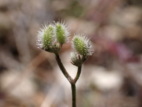 iNaturalist observation photo of California Hedge Parsley