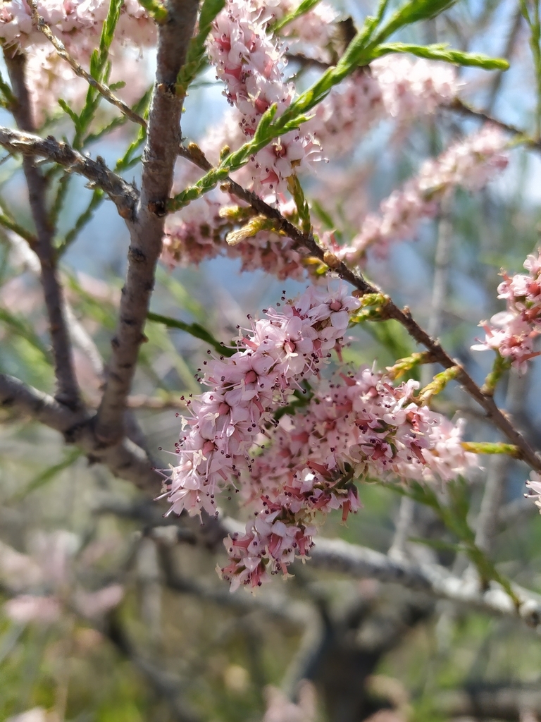 Tamarisco
