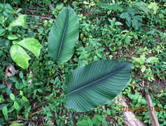 Megaphrynium macrostachyum
