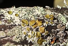 Austroparmelina pseudorelicina