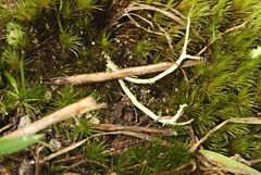 Cladonia corniculata