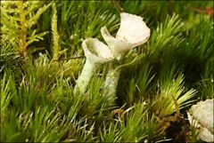 Cladonia humilis