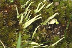 Cladonia rigida