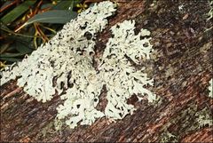 Hypogymnia subphysodes