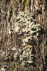 Hypogymnia subphysodes