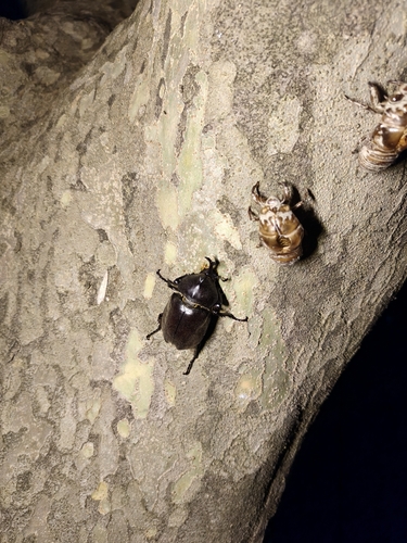 Trypoxylus dichotomus tsunobosonis