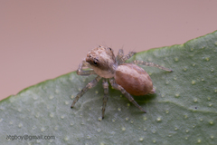 Salticidae