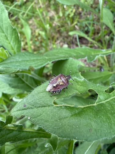 Sloe Bug