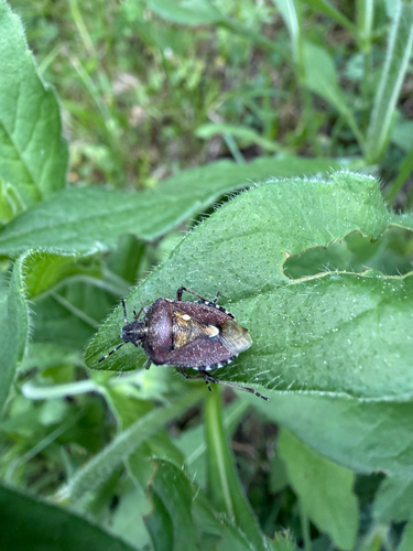 Sloe Bug