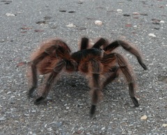 Acanthoscurria chacoana