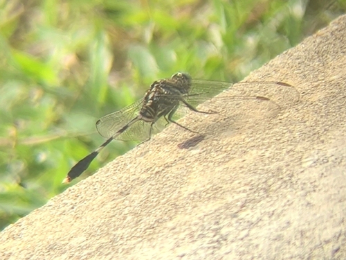 Slender Skimmer