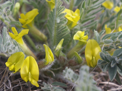 Astragalus buchtormensis