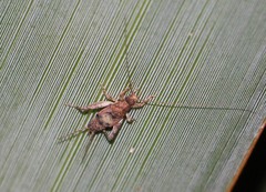 Ornebius aperta