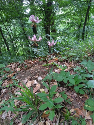 Martagon Lily