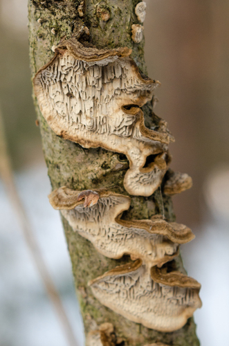 Minkštoji urvuotė nuotrauka