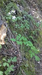 Lithophragma bolanderi