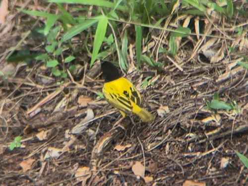 Golden-backed Weaver