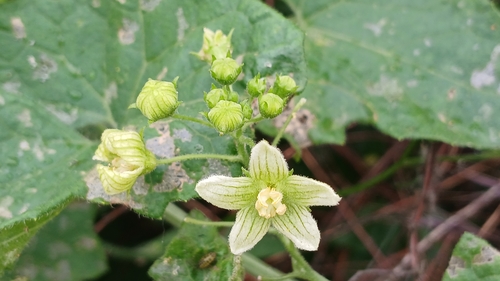 White Bryony