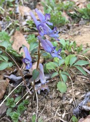 Corydalis turtschaninovii