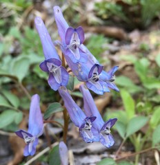 Corydalis turtschaninovii