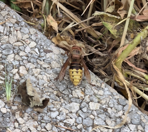 European Hornet