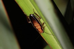Drymaplaneta heydeniana