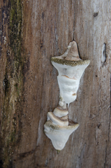 Rigidoporus ulmarius