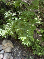 Zabelia biflora