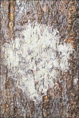 Pertusaria pertractata