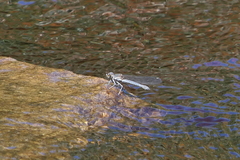 Platycypha fitzsimonsi