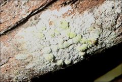 Pertusaria pertractata