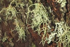 Usnea inermis