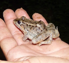 Leptodactylus fuscus