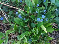 Omphalodes verna