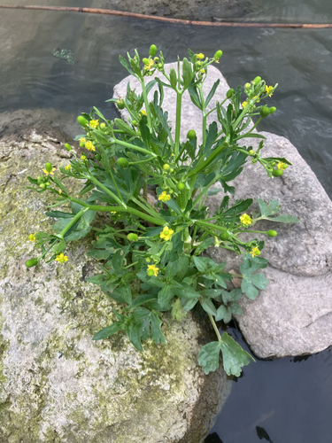 cursed crowfoot