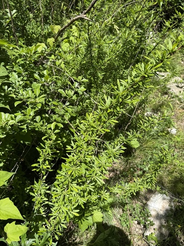 Berberis chinensis