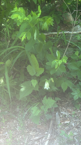 Spotted bellflower