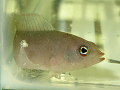 Bluebarred Dottyback photo 5