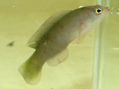 Bluebarred Dottyback photo 3