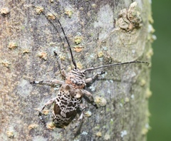 Disterna plumifera