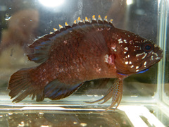 Plesiops coeruleolineatus